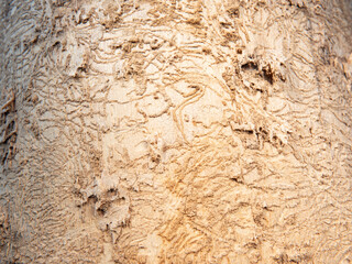 Oak bark damaged by larvae of the great capricorn beetle. Dying forest