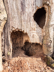 Hollow in a large wide old tree in the spring forest. House for small mammals