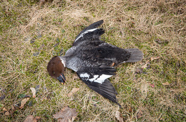 Dead wild bird Common goldeneye on grass, avian influenza known as bird flu concept. (In real life it had flying accident).