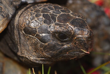 Tartaruga, Testudo marginata