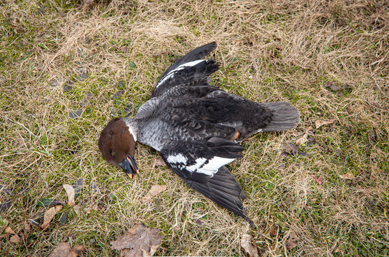 Dead wild bird Common goldeneye on grass, avian influenza known as bird flu concept. (In real life it had flying accident).