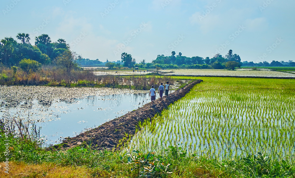 Canvas Prints Burmese farmers on paddy-field, Ava, Myanmar