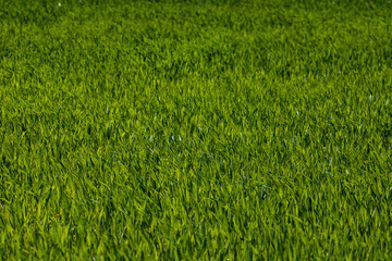 green grass background