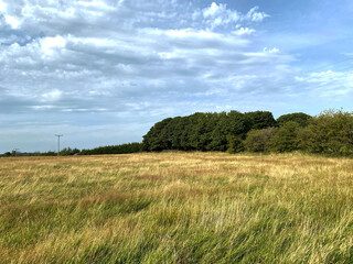 Wild grasses and corn, blowing in the wind, on a cloudy day in, Tyresal, Bradford, UK