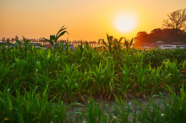 The sunset above the meadow, Amarapura, Myanmar