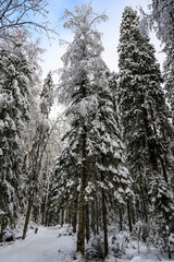 beautiful winter forest. beautiful snowy tree branches