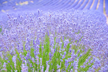 プロヴァンスの風景・ラベンダー畑