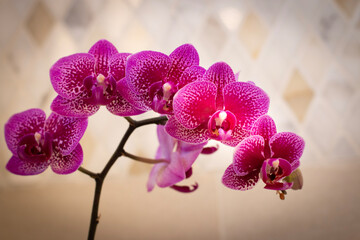 Fuchsia orchid flower bloom close up. Indoor floral decor. Home design and decorating with flowers