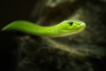 A close-up of an Green Mamba snake
