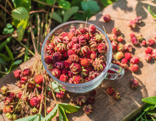Ripe wild strawberry in green forest close-up