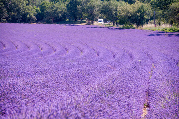 プロヴァンスの風景・ラベンダー畑