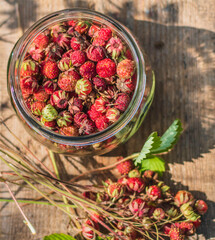 Ripe wild strawberry in green forest close-up