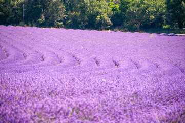 プロヴァンスの風景・ラベンダー畑