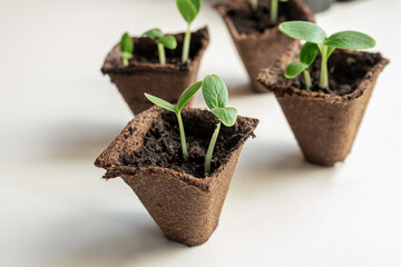 Cucumbers seedlings in peat pots on the white background, home gardening and connecting with nature concept