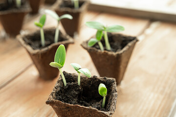 Peat pots with young cucumbers sprouts on the wooden surface close-up, home gardening and connecting with nature concept