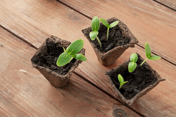 Three organic peat pots with young cucumbers seedlings on the wooden surface , home gardening and connecting with nature concept