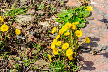 Coltsfoot flowers (Tussilago farfara) in garden