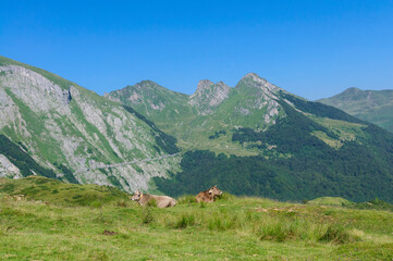 Fototapeta na wymiar des vaches des pyrennées allongées dans l'alpage avec en fond les montagnes des Pyrénées