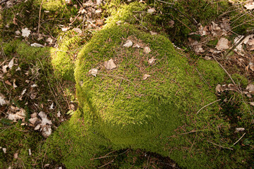 Obraz premium Old tree stub overgrown with moss.