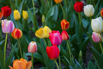 tulips in the garden