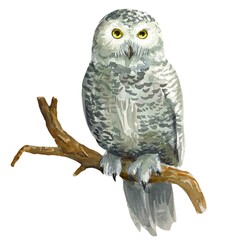  White owl on a branch watercolor illustration 