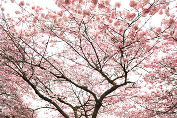 Under the Cherry Tree