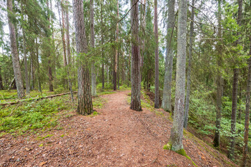 Beautiful nature forest landscape view. Path between tall trees. Sweden.