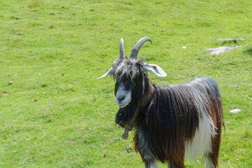 Chevre de montagne dans les Pyrenées en France