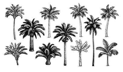 Poster Palmbomen grote set. © alhontess