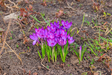 Purple crocus flowers in the garden on spring