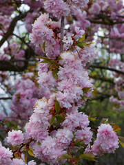 Japanese ornamental cherry tree or Prunus serrulata 'Kanzan' with dense bunches of pure-pink to deep-pink double flowers on hanging branches 