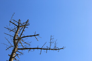 快晴の空と葉の無い木