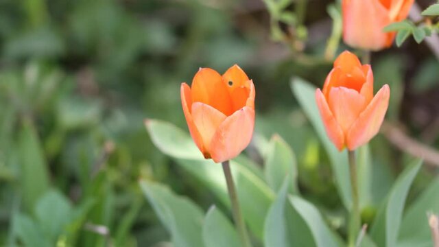Aufgehende Tulpen im Frühling