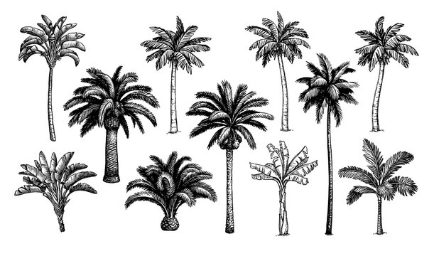 Palm trees big set.