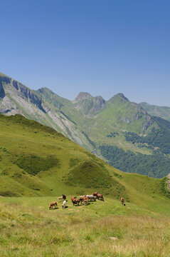 un troupeau de chevaux sauvages en estive dans les alpages des pyrenées face aux montagnes 