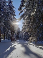 Snowy sunset between the trees