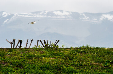 birds on a meadow