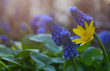 First spring flowers.Nature floral background with copy space.Springtime concept.Selective focus.