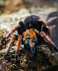 tarantula on the rock