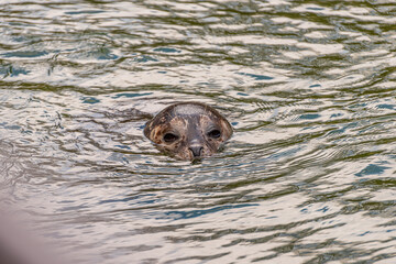 Harbor seal, Phoca vitulina, looking above the surface of the water.