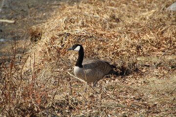 Goose In The Grass, William Hawrelak Park, Edmonton, Alberta