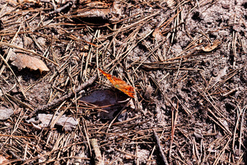 Scherbatka c-white - a butterfly from the sunflower family