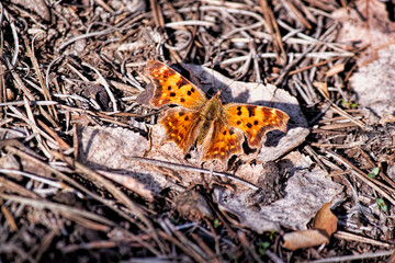 Scherbatka c-white - a butterfly from the sunflower family