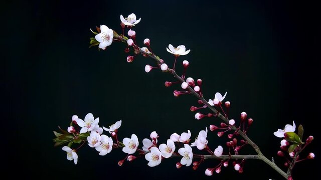 Cherry blossoms on branches, time-lapse