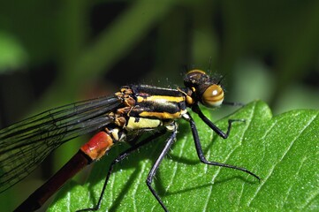 Ważka łunica czerwona (Pyrrhosoma nymphula)