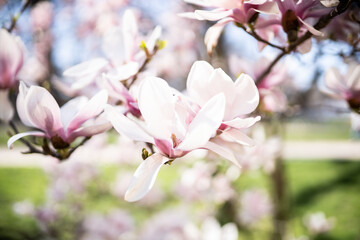 Blühende Magnolie mit Sonne im Frühling 