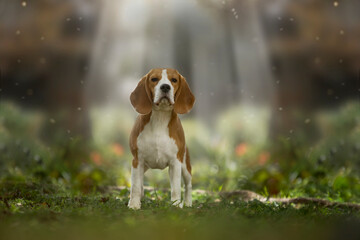 Beautiful Beagle dog in the forest