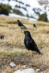 Chocard à bec jaune (Pyrrhocorax graculus) au Pic Saint-Michel dans le massif du Vercors (Isère, France)