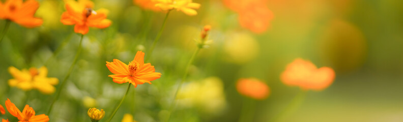 Closeup of orange Cosmos flower under sunlight with copy space using as background natural plants landscape, ecology cover page concept.