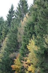 Fototapeta premium Im Herbst